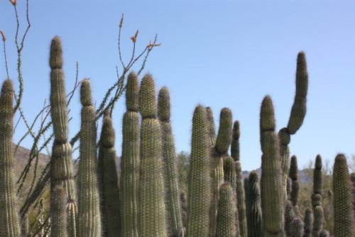 IMG_0955